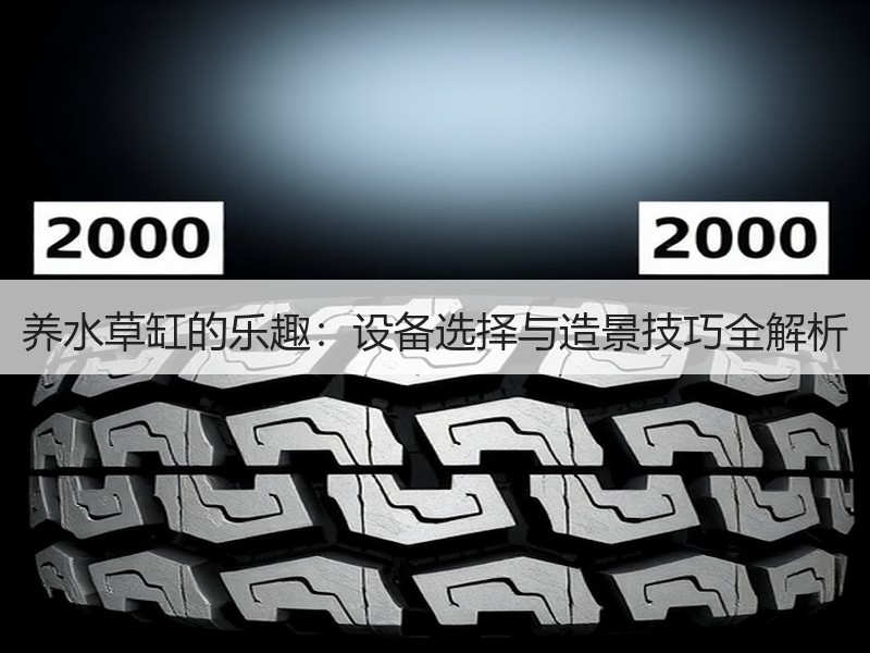 养水草缸的乐趣：设备选择与造景技巧全解析
