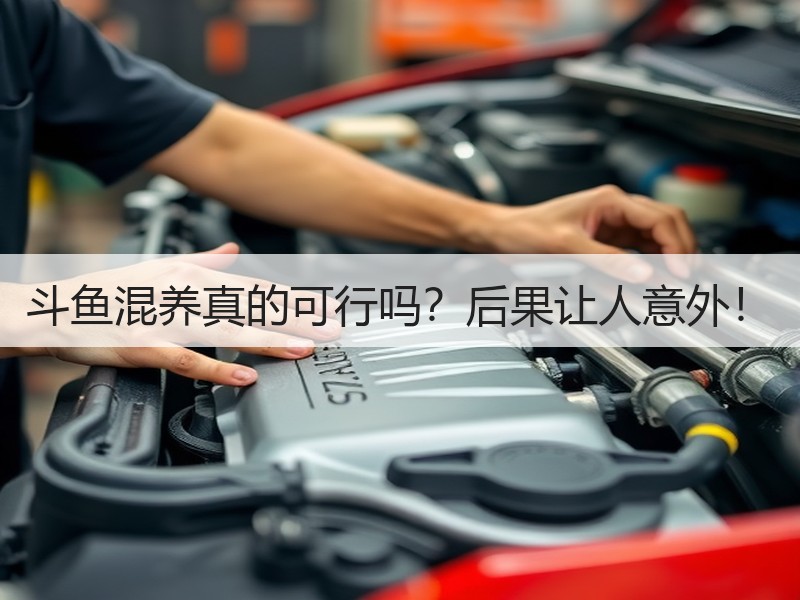 斗鱼混养真的可行吗？后果让人意外！