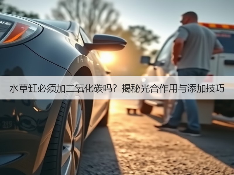 水草缸必须加二氧化碳吗？揭秘光合作用与添