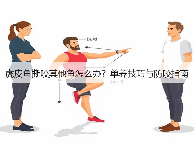 虎皮鱼撕咬其他鱼怎么办？单养技巧与防咬指