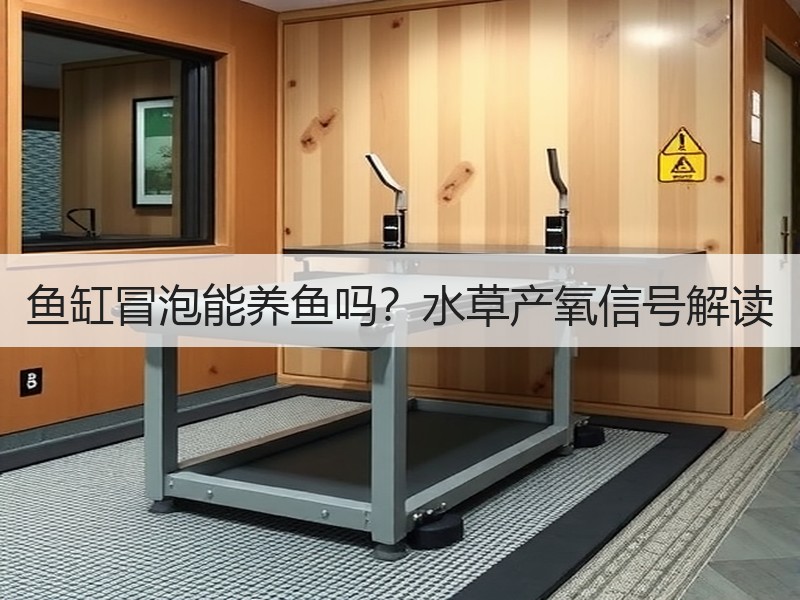 鱼缸冒泡能养鱼吗？水草产氧信号解读