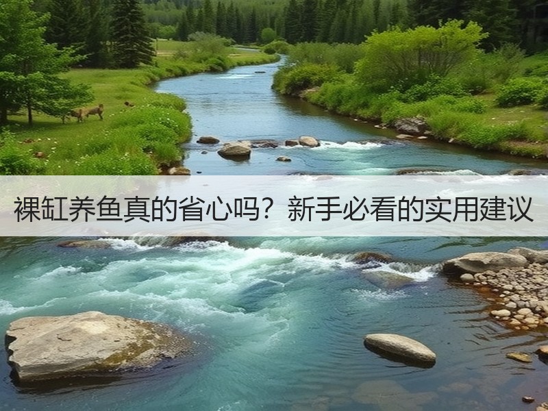 裸缸养鱼真的省心吗？新手必看的实用建议