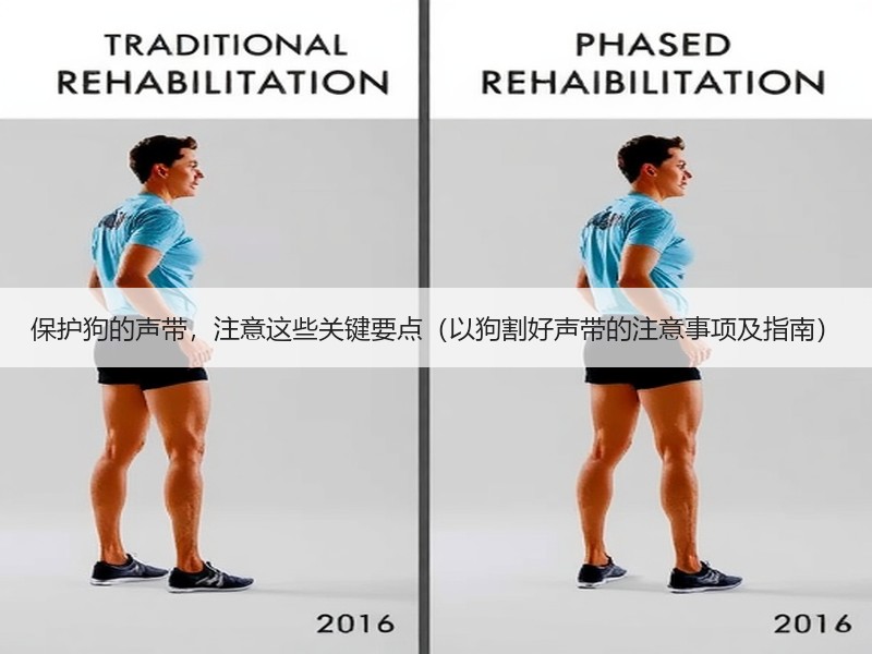 保护狗的声带，注意这些关键要点（以狗割好