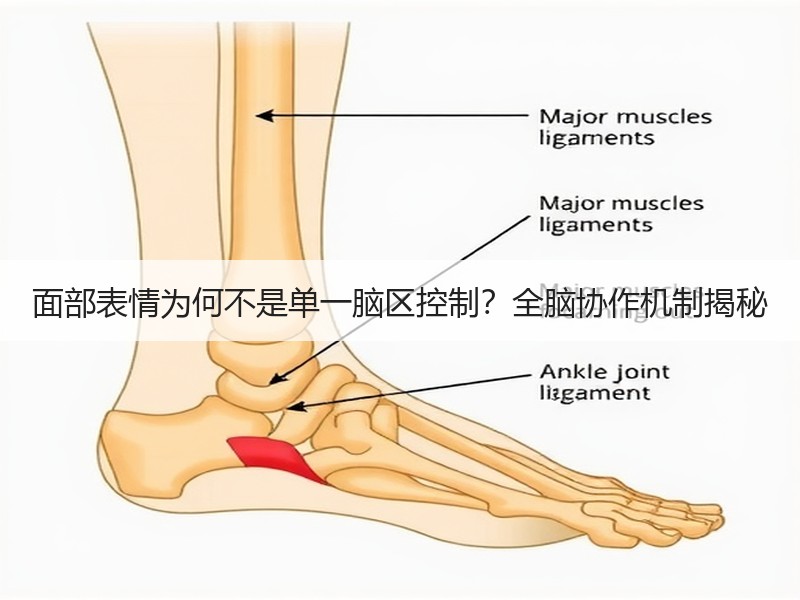 面部表情为何不是单一脑区控制？全脑协作机